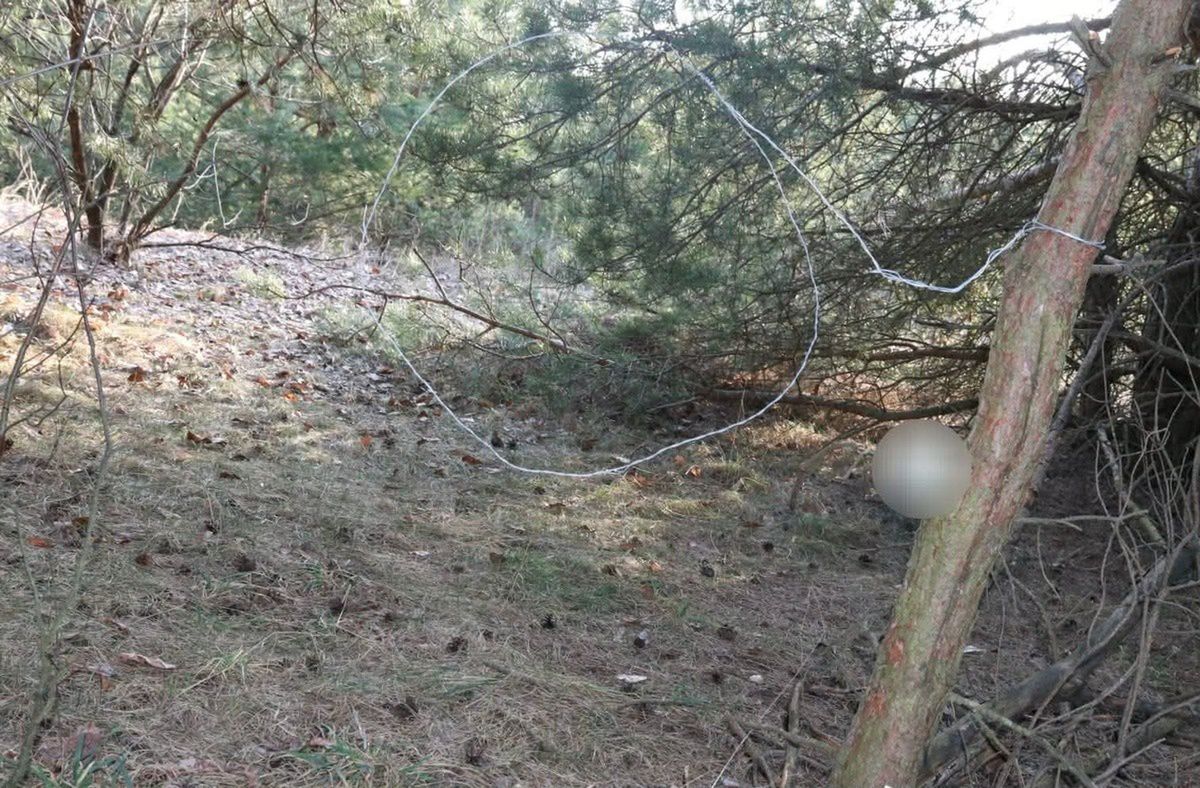 "Ochota na dziczyznę" zakończyła się policyjnym aresztem – 66-latek z gminy Kolno odpowie za kłusownictwo i okrucieństwo wobec zwierząt