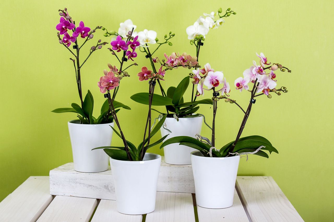 Unlocking the secret to lush orchid blooms: Onion peels and adequate care