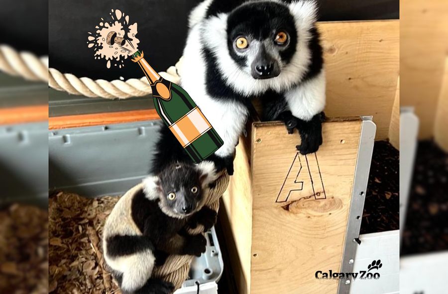 W zoo w Calgary przyszedł na świat młody lemur