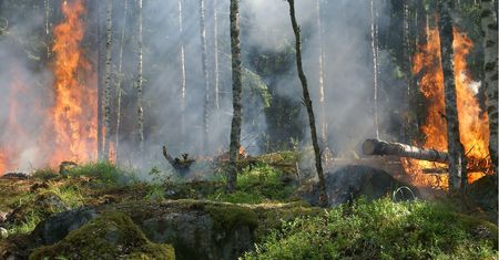 Kilka razy podpalał las. Jego wiek wprawił w osłupienie strażaków