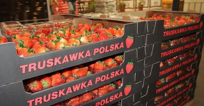 Truskawki nie powinny być w tym roku droższe