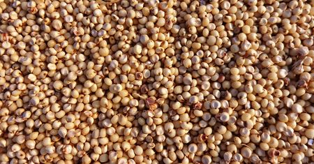 Sorgo – zastosowanie i przepisy