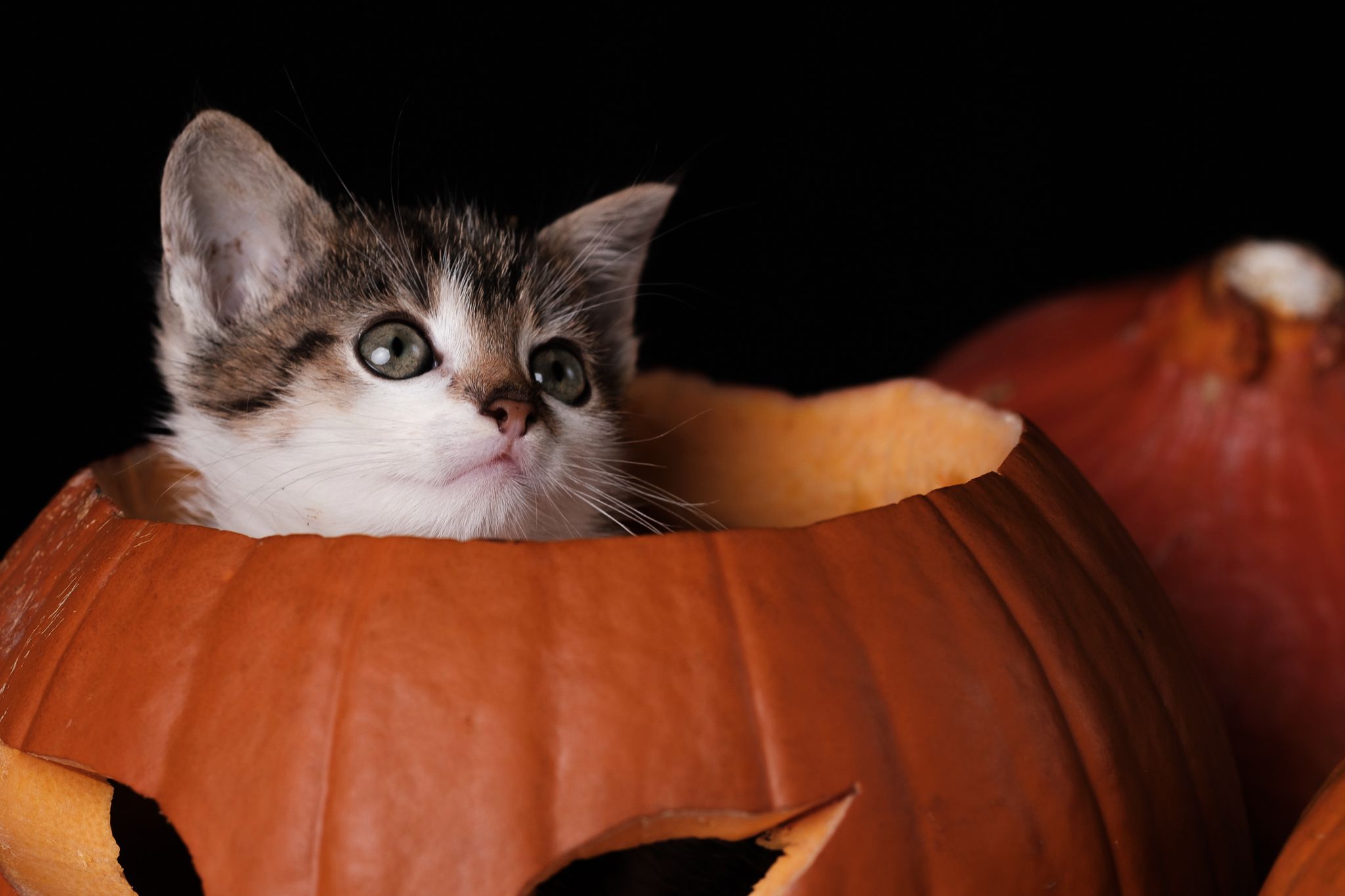 Halloween 2019: Zrobiłem sesję w schronisku, by pomóc w adopcji zwierząt 17