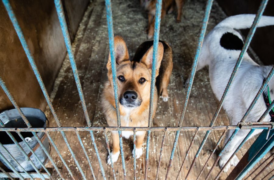 Całodobowa aplikacja Animal Helper