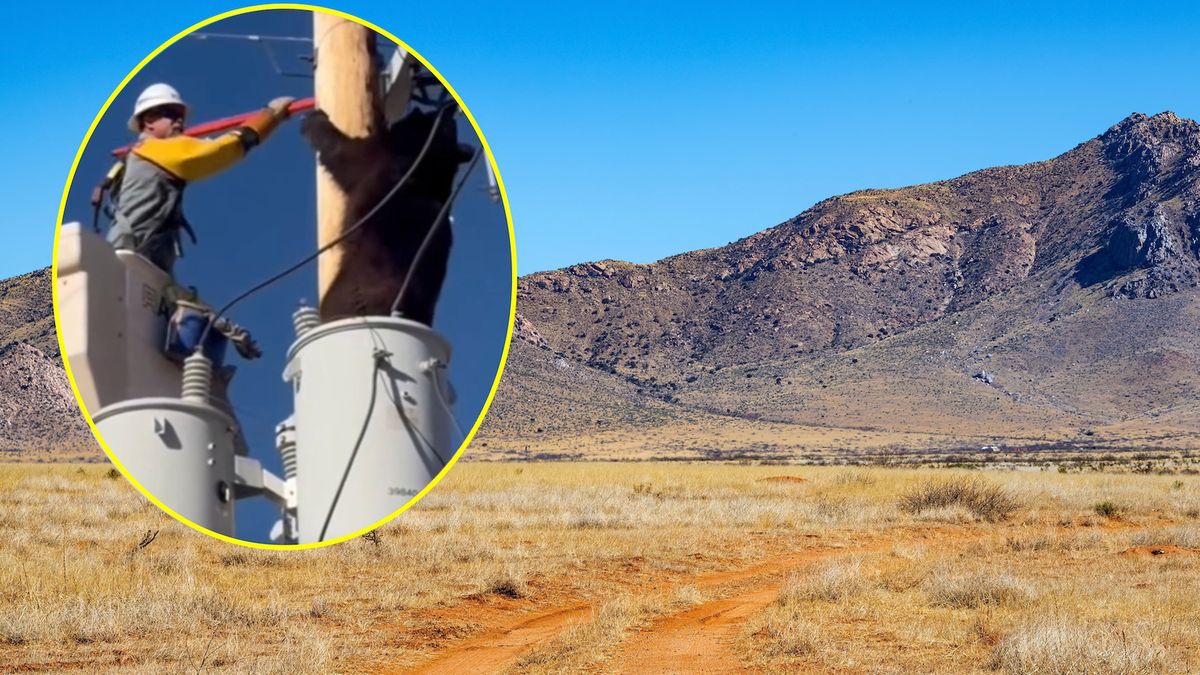 Niedźwiedź wdrapał się na słup wysokiego napięcia 