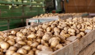Zarobiliśmy 180 mln zł na ziemniakach. Ten kraj importuje najwięcej