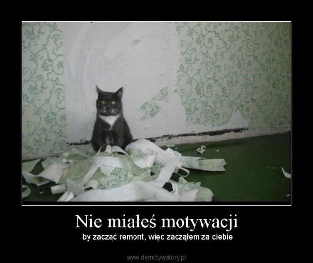 Memy z okazji Dnia Kota