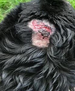 Oława. Były właściciel chciał go zabić. Pies z głęboką raną głowy znalazł nowy dom