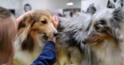 Nie tylko machają ogonem! Psie piękności zawalczą o tytuły na międzynarodowej wystawie w Gorzowie