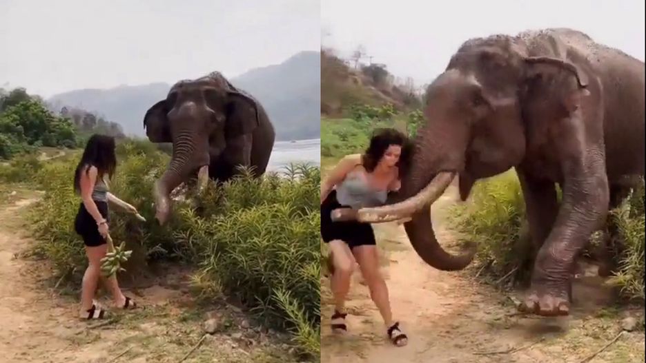 W indyjskiej dżungli słoń zaatakował niesforną turystkę