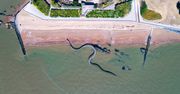 Gigantyczny wąż na plaży. Niesamowity widok