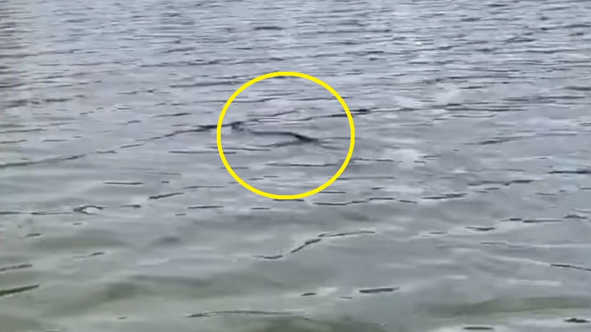 Czy na widok pływającego węża należy mieć się na baczności? Odpowiedź może okazać się zaskakująca 