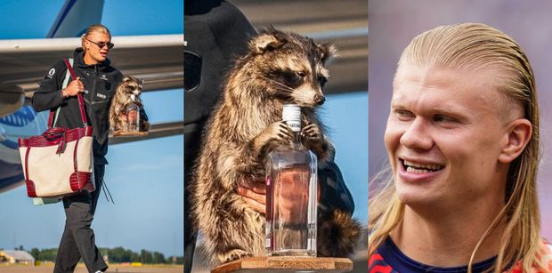 Erling Haaland wrócił z USA z kolekcją torebek wartą niemal 500 TYSIĘCY ZŁOTYCH i... wypchanym szopem (FOTO)