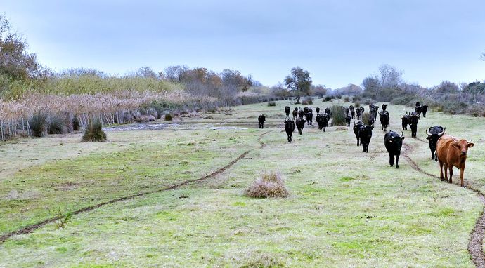 Camargue