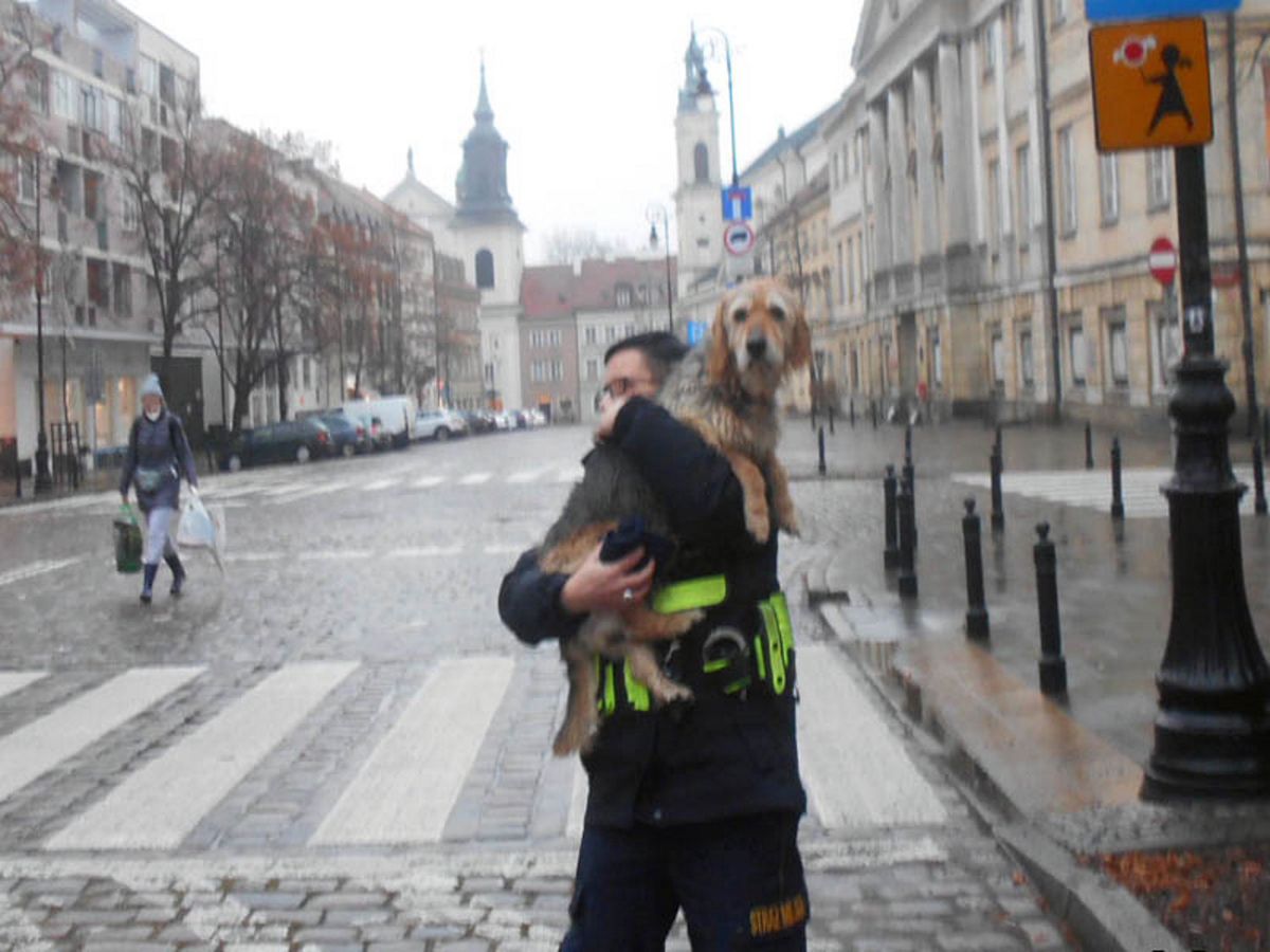 Warszawa. Strażnicy miejscy odnaleźli niedosłyszącego psa