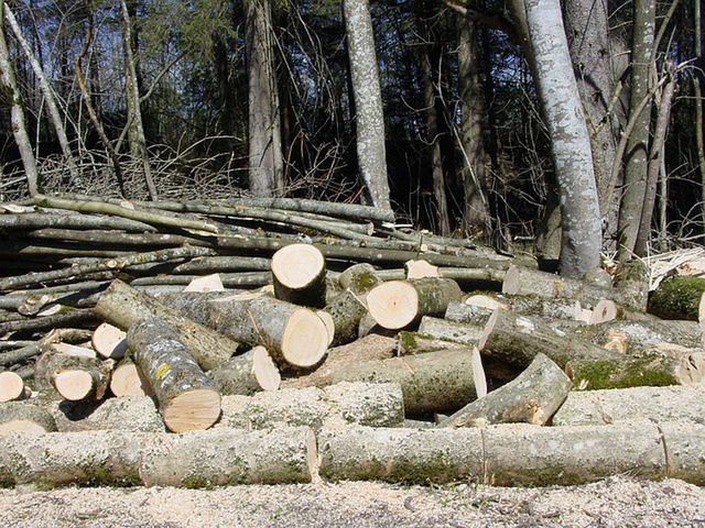 Gałęziówka, czyli drobne drewno z lasu. Ile kosztuje? Lasy Państwowe podały cenę