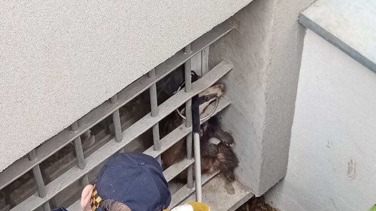 Strażnicy miejscy przyjechali po borsuka 