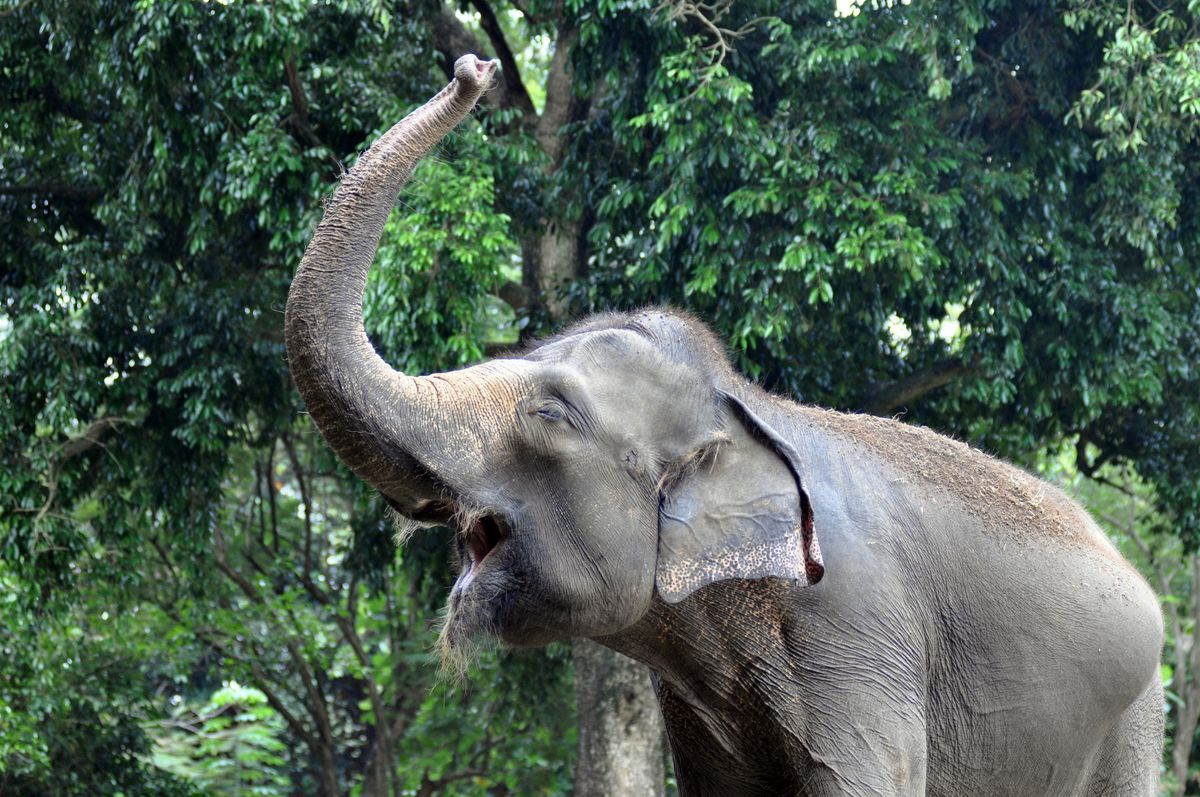Słoń, Indonezja - zdjęcie poglądowe