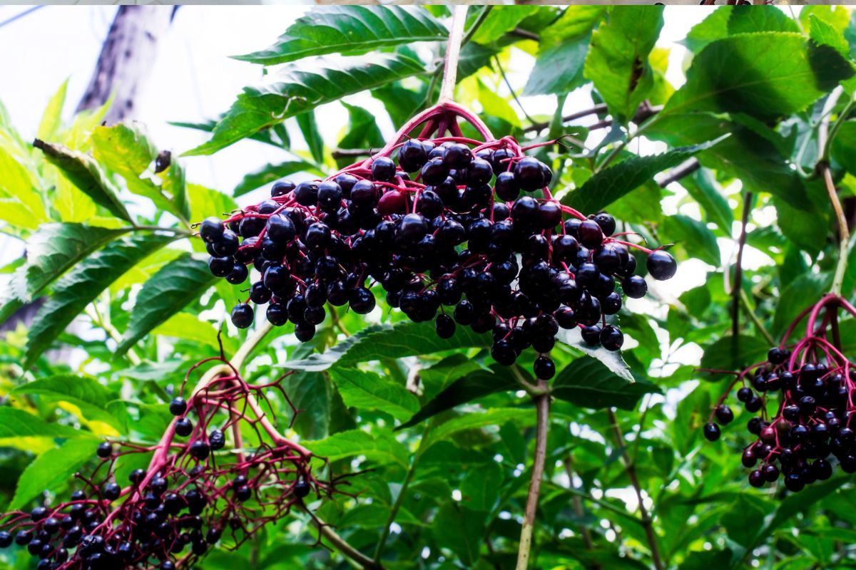 Owoce czarnego bzu- Pyszności
