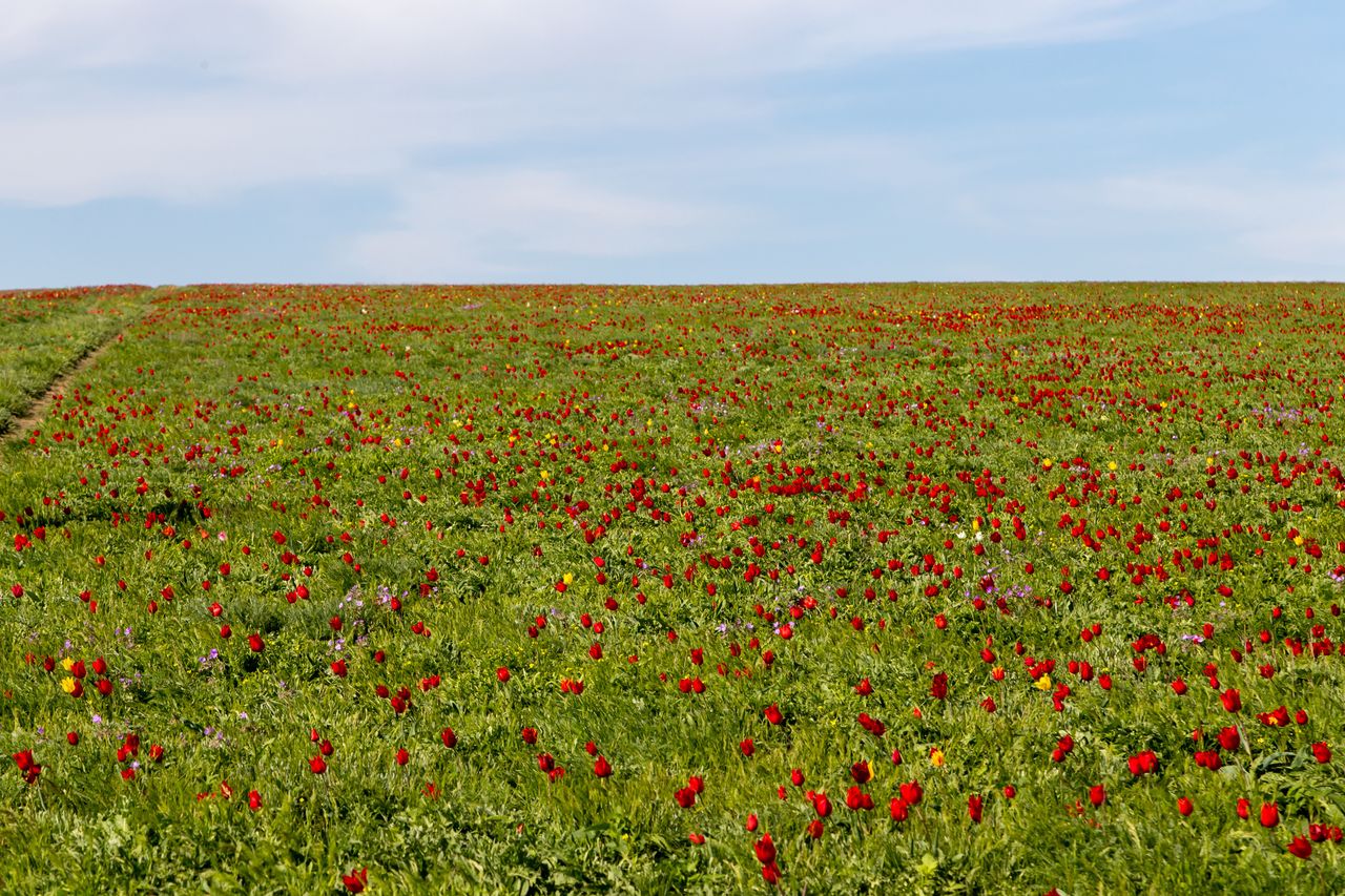 Wild steppe tulips bloom only for about a dozen days a year.