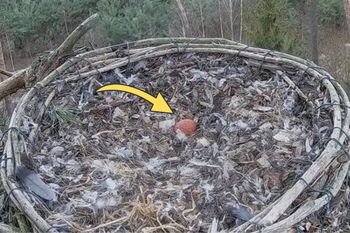 "Coś wyjątkowego". Zobaczyli w gnieździe. Natychmiast zanotowali datę