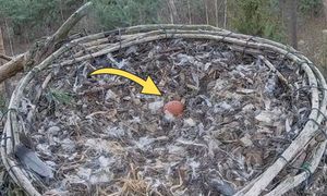 "Coś wyjątkowego". Zobaczyli w gnieździe. Natychmiast zanotowali datę