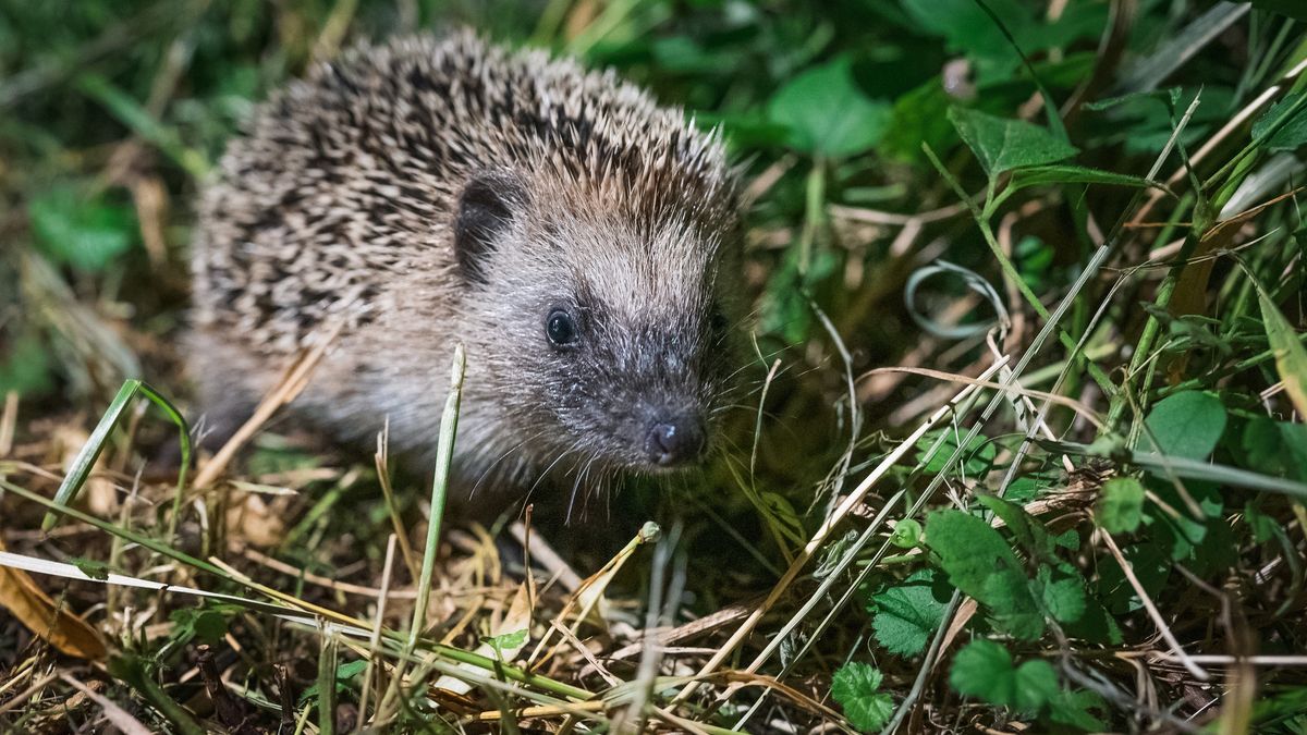 Jak przyciągnąć jeża do ogrodu?