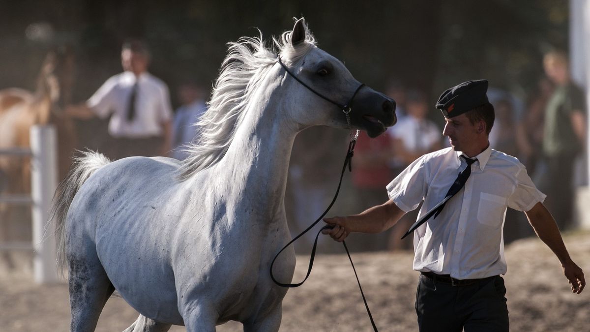 Co dalej z ze słynną aukcją koni arabskich "Pride of Poland"?