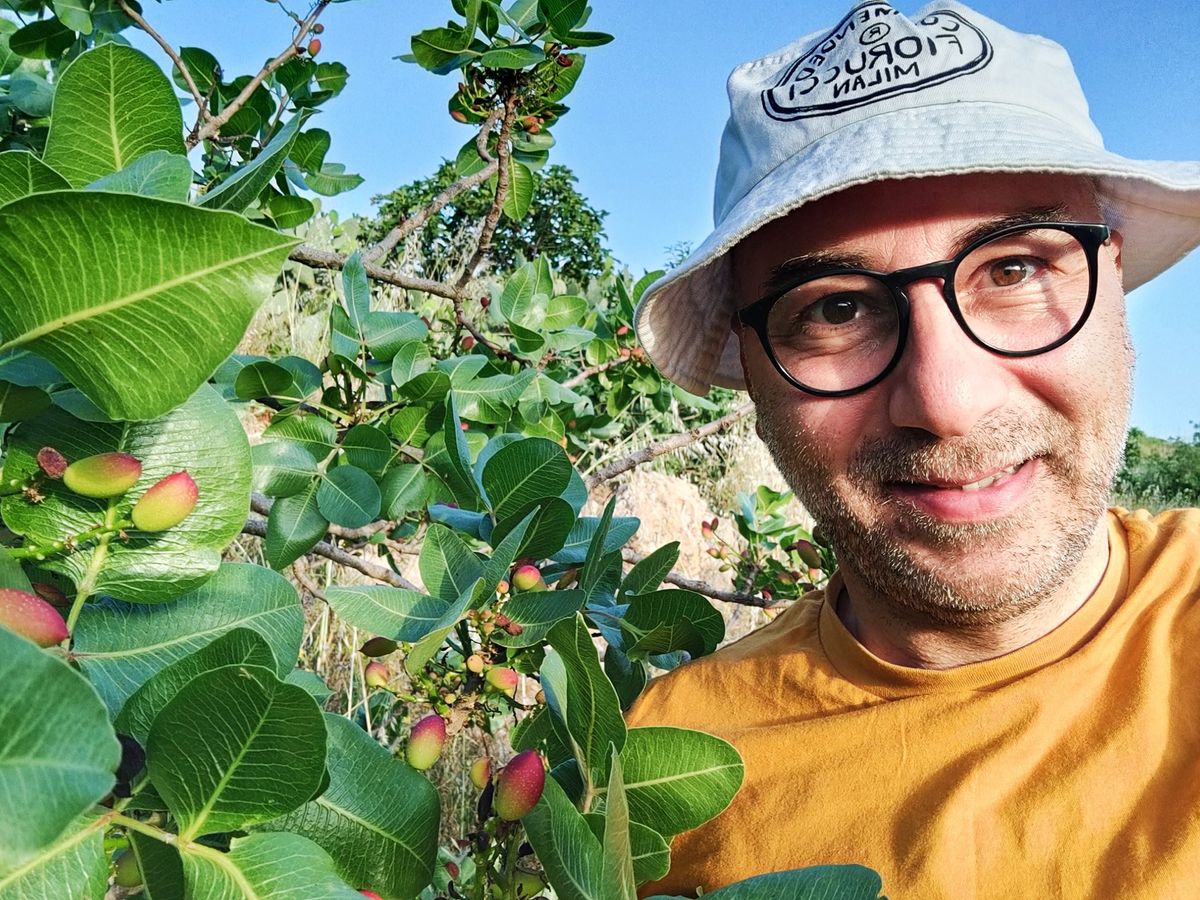 Szumełda przy drzewku pistacjowym na Sycylii
