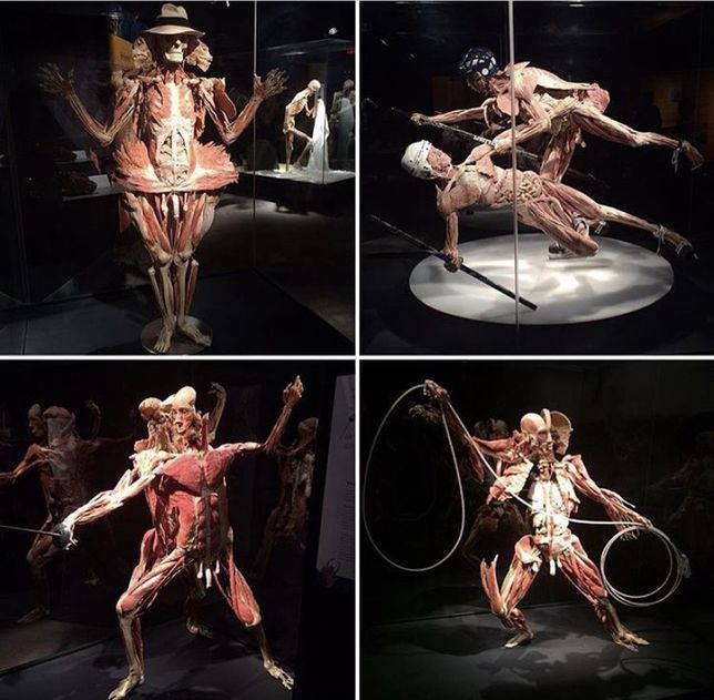 На виставці буде представлено понад 150 експонатів людських тіл