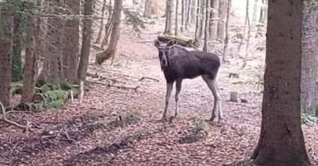 Wyruszył z Polski, dotarł do Austrii. Łoś Emil zakończył podróż