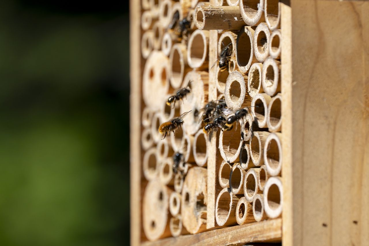 Chcesz mieć więcej owoców? Zaproś do ogrodu pszczoły murarki