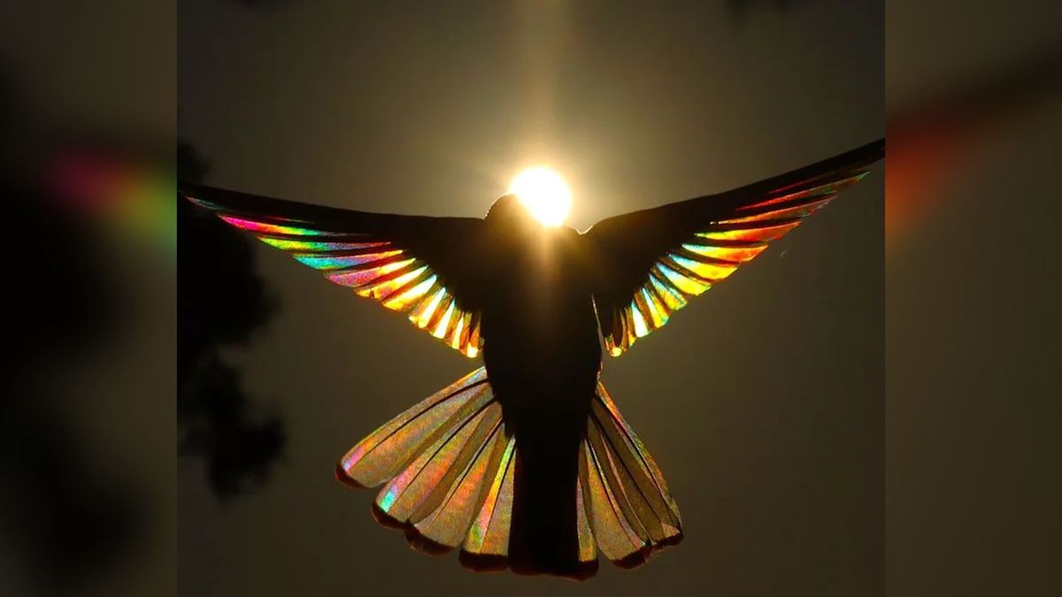 Christian Spencer zajmuje się fotografowaniem ptaków od 8 lat.