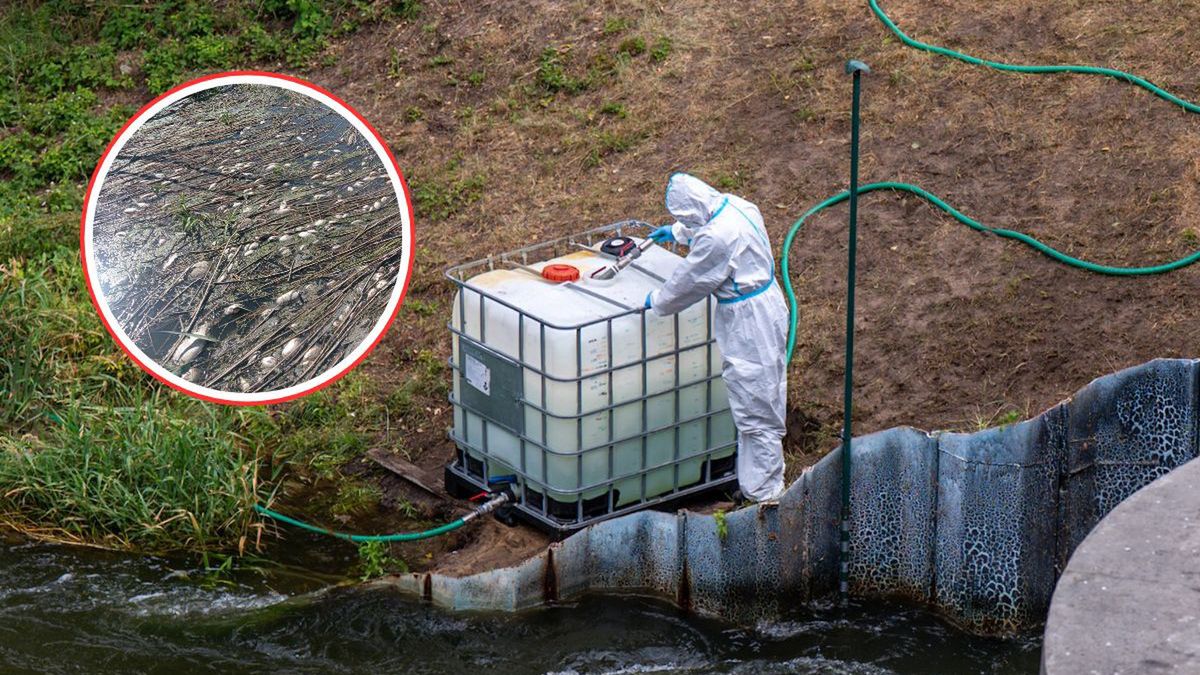 Śnięte ryby w Kanale Gliwickim