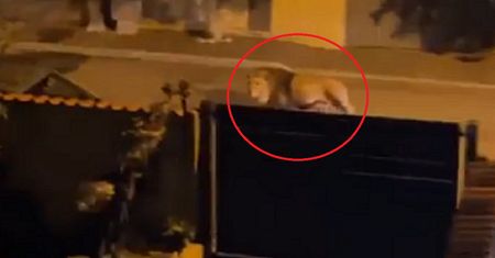 Lew uciekł z cyrku. Nagranie z Włoch trafiło do sieci