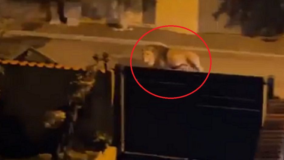 Lew uciekł z cyrku. Nagranie z Włoch trafiło do sieci