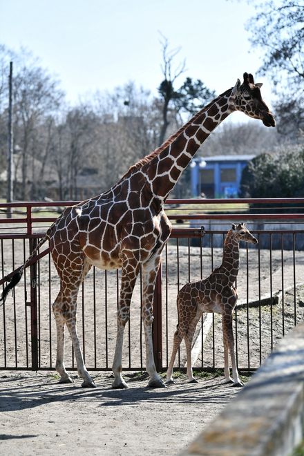 Mała żyrafa urodzona we wrocławskim zoo