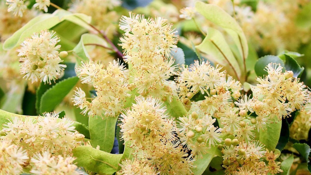 Tyle płacono za kwiat lipy w ubiegłym roku. Opłaca się?