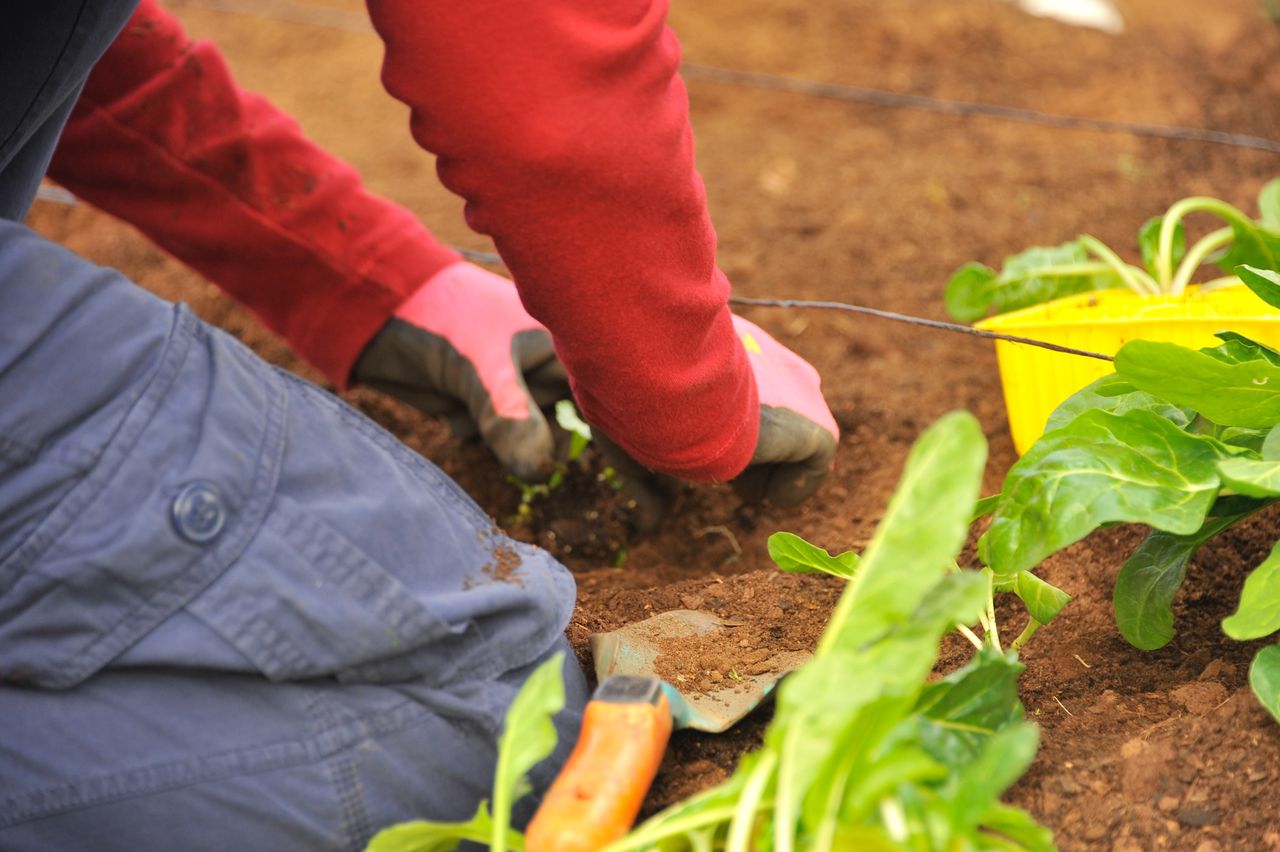 Kalendarz biodynamiczny. Sierpień 2023. Jakie prace wykonać w ogrodzie?