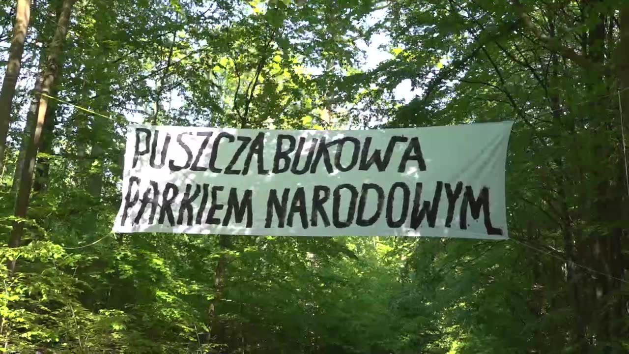 Ekolodzy rozpoczęli protest przeciwko wycince drzew w Puszczy Bukowej w Szczecinie