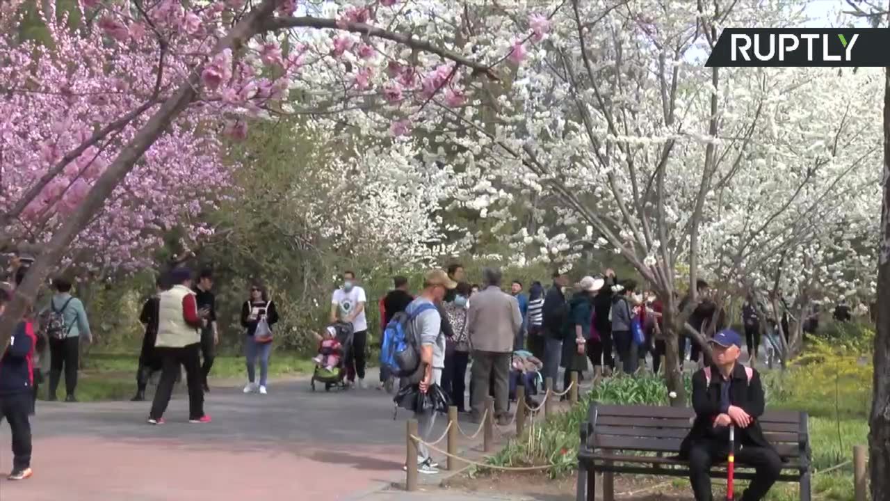 Piękna wiosna w Chinach. W pekińskim ogrodzie botanicznym zakwitły wiśnie.