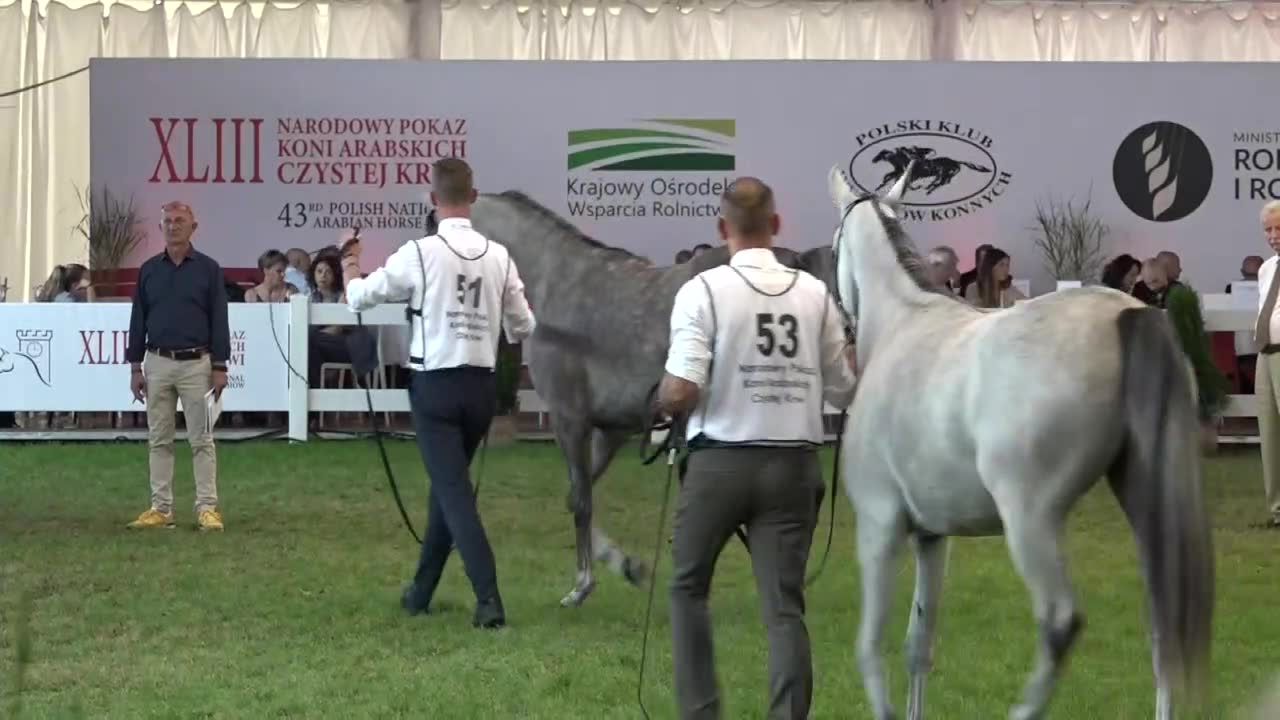 Święto konia arabskiego w Janowie Podlaskim. Niedziela dniem aukcji arabów.