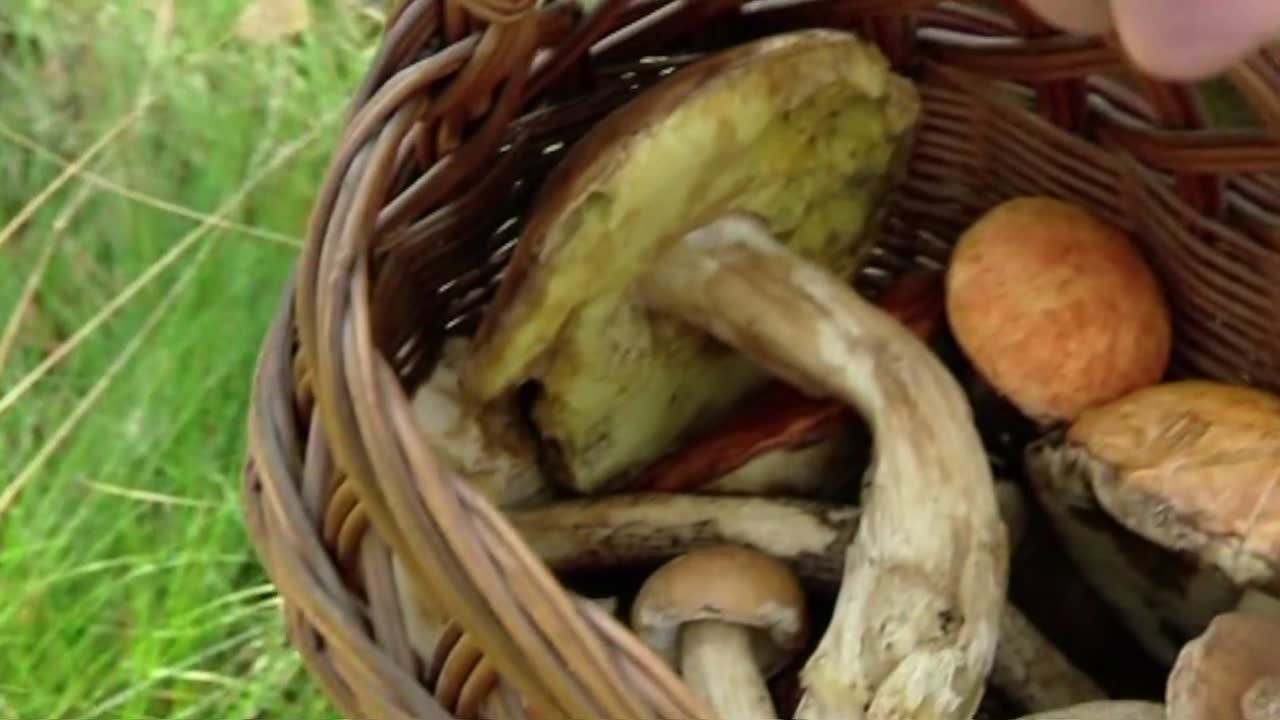 O czym należy pamiętać idąc na grzyby?