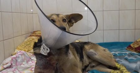 Pani sołtys oskarżona o znęcania się nad psem. Grozi jej do 5 lat więzienia.