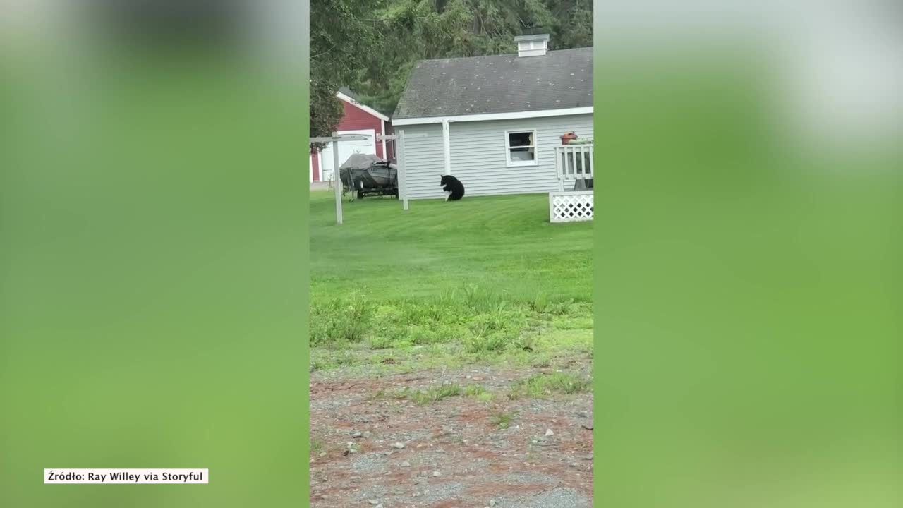 Pole dance w wykonaniu… niedźwiedzia.