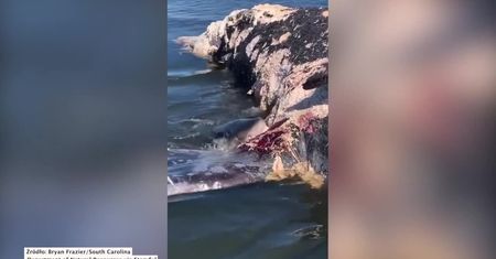 Rekiny pożarły szczątki martwego wieloryba u wybrzeża Karoliny Południowej.