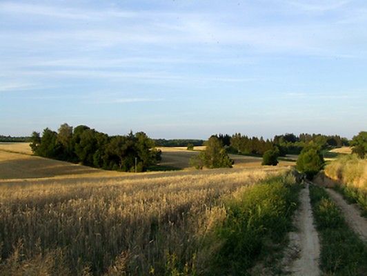 Obraz