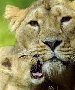 Lwiątka we francuskim ZOO