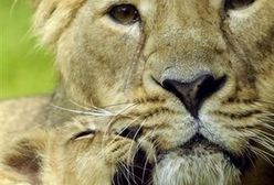 Lwiątka we francuskim ZOO