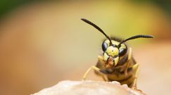 Pierwsza pomoc przy użądleniu przez osę lub pszczołę